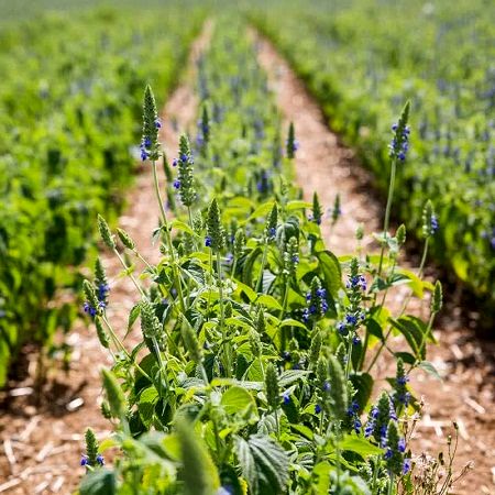 سیستم آبیاری قطره‌ای در مزرعه